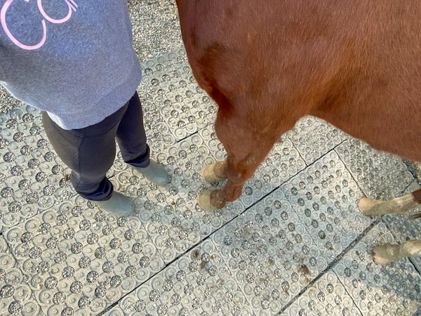 Horse Paddock Mud Control Grid