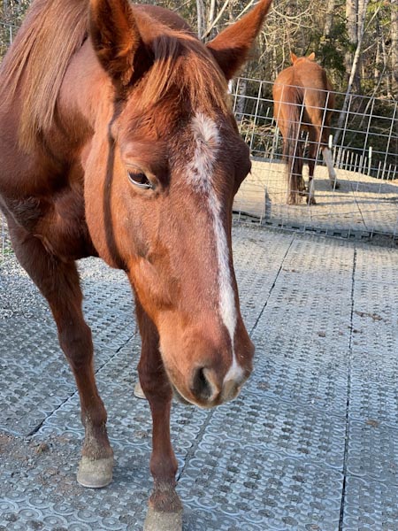 Horse Paddock Mud Control Grid