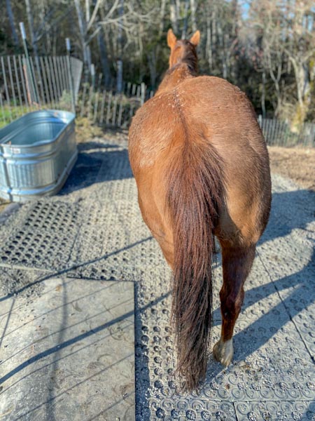 Horse Paddock Mud Control Grid