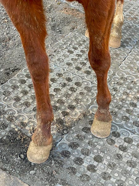 Horse Paddock Mud Control Grid