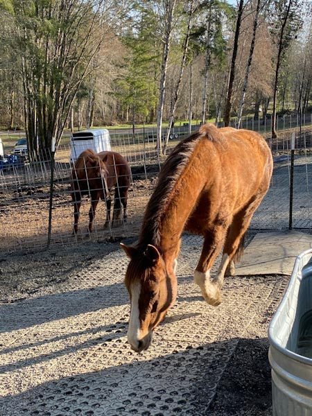 Horse Paddock Mud Control Grid