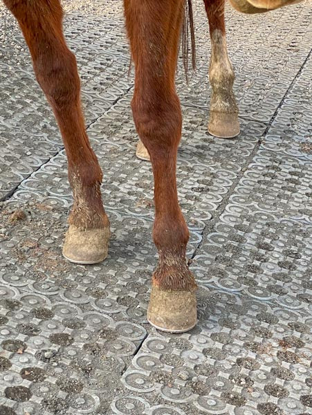 Horse Paddock Mud Control Grid