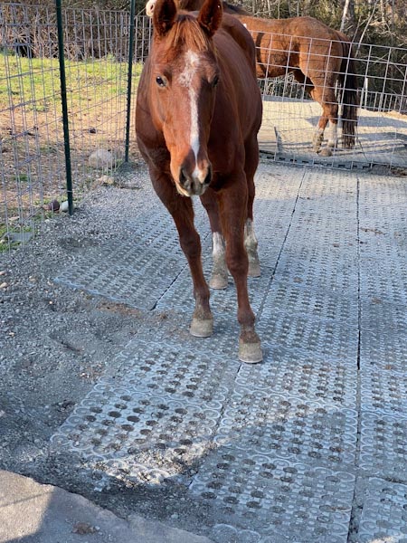 Horse Paddock Mud Control Grid