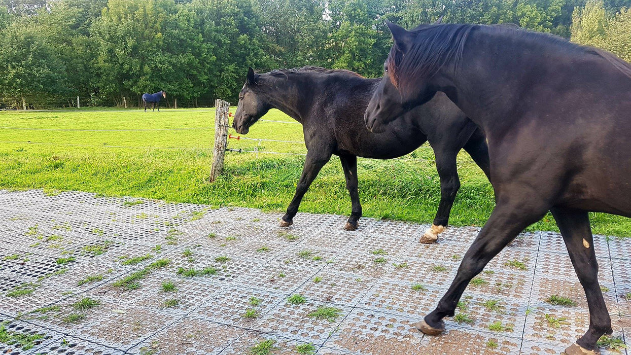 two black horses walking on mud control grid