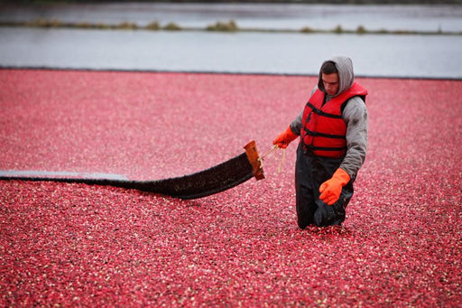 Cranberry Boom 
