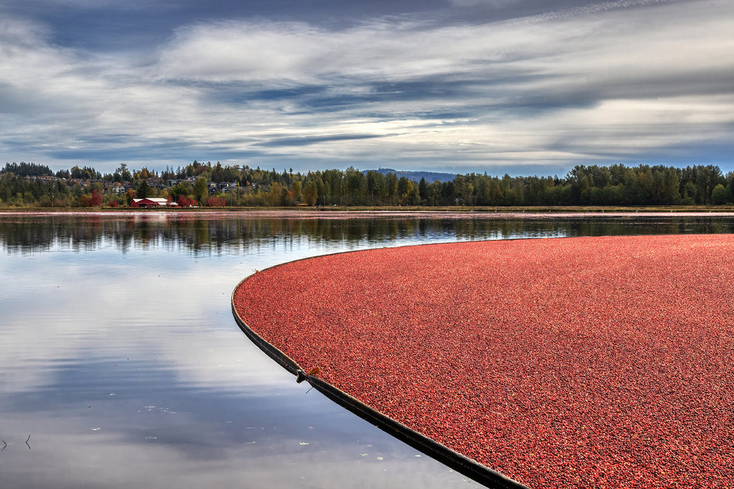 Cranberry Boom - 10' x 50'