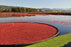 Cranberry Boom - 10' x 50'