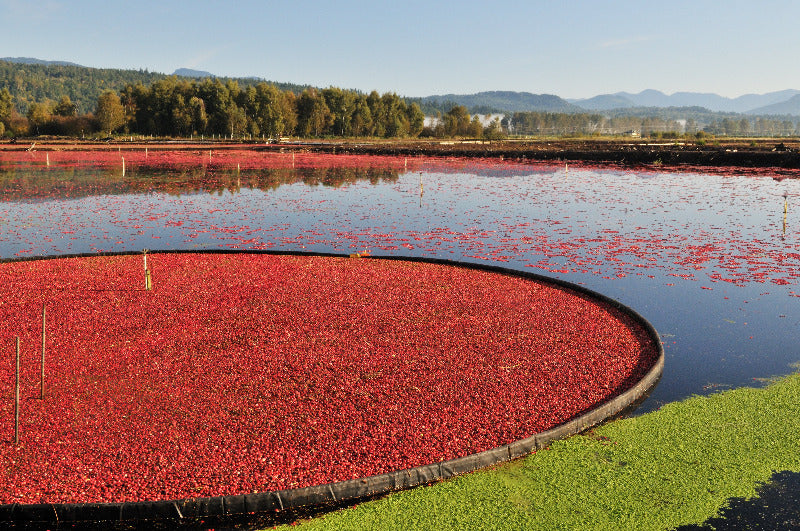Cranberry Boom - 10' x 100'