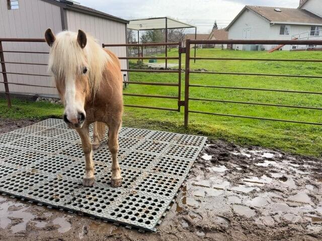 Horse standing on a mud control grid in a muddy paddock
