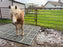 Horse standing on a mud control grid in a muddy paddock
