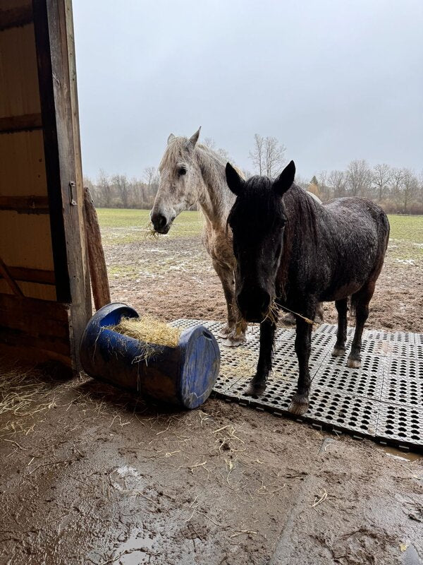 Horses standing on mud control grid mats at a run-in shelter
