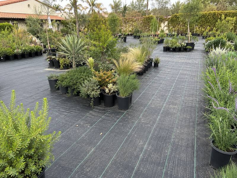 Woven nursery ground cover fabric across a California container nursery yard
