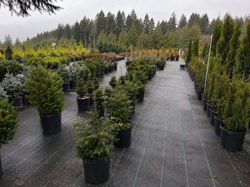 Ground cover fabric across a Pacific Northwest container nursery
