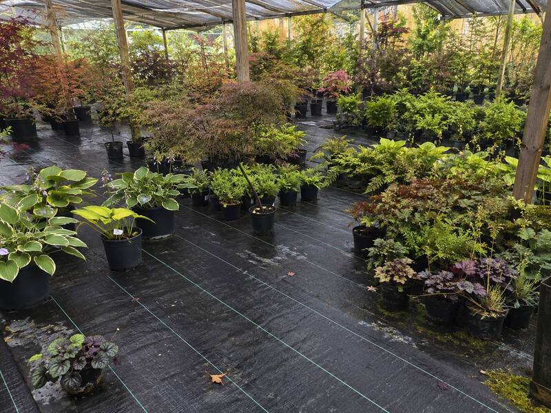 Nursery ground cover fabric under a shade house
