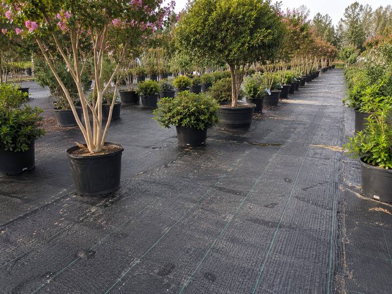 Nursery ground cover fabric under potted plants at a Texas container nursery
