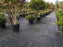 Nursery ground cover fabric under potted plants at a Texas container nursery

