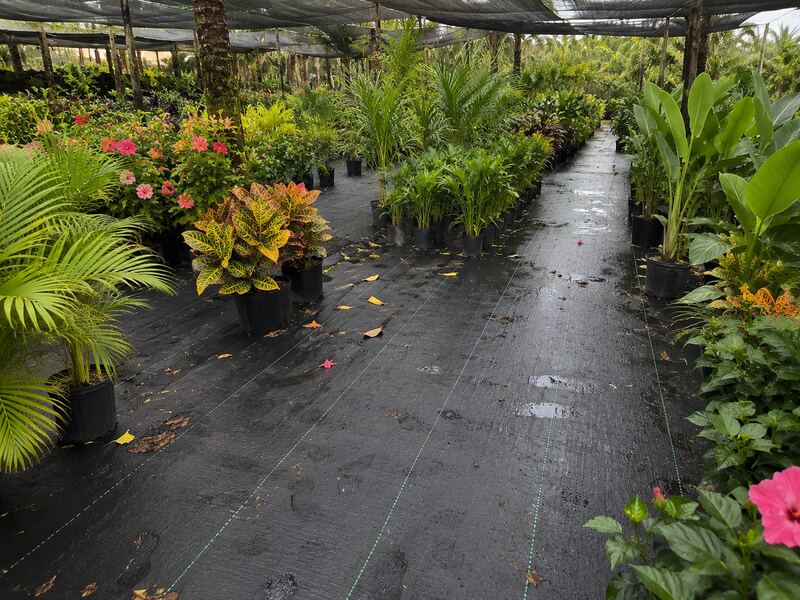 Nursery ground cover weed barrier fabric at a tropical nursery
