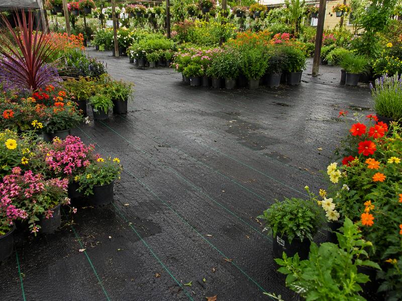 Weed control ground cover fabric at a flower nursery
