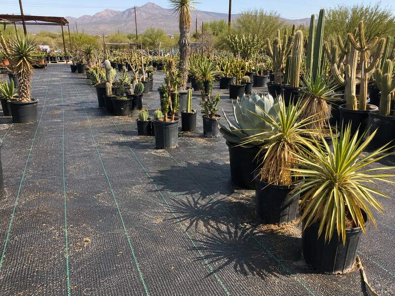 Woven ground cover fabric in a desert nursery container yard
