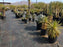 Woven ground cover fabric in a desert nursery container yard

