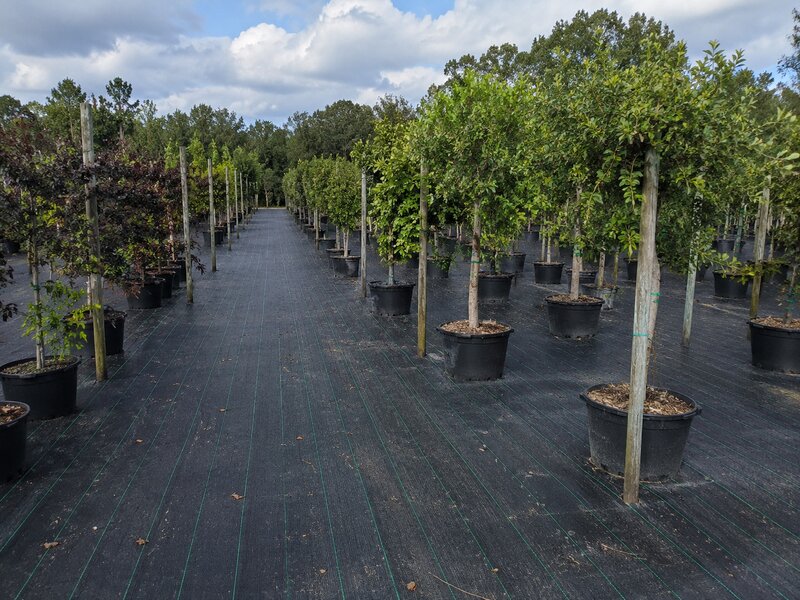 Woven ground cover fabric across a tree nursery container yard
