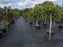 Woven ground cover fabric across a tree nursery container yard
