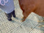 Horse Paddock Mud Control Grid