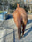 Horse Paddock Mud Control Grid