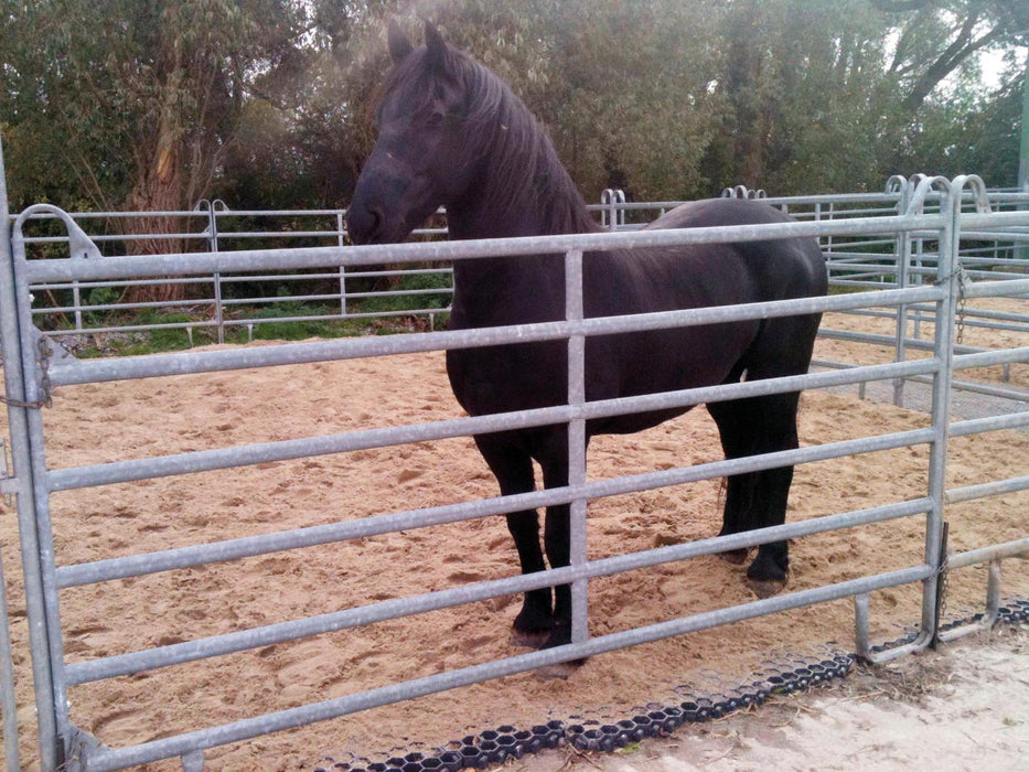 Horse standing on Paddock Footing Grid