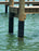 HDPE Plastic Sheeting Wrapped around a dock piling