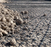 Tensar H-Series HX 165 Geogrid 12.5' x 328’